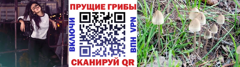 закладки Дрезна Галлюциногенные грибы Cubensis